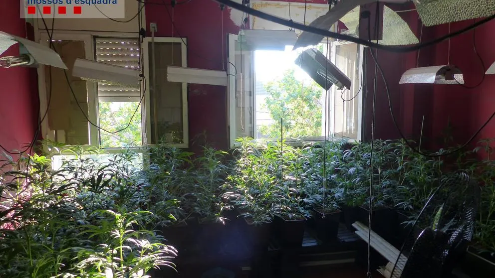 Marihuana en el piso de El Prat (Mossos d'Esquadra) Marihuana en el piso de El Prat (Mossos d'Esquadra)