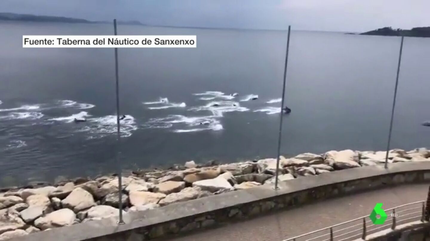 Una manada de delfines surca las aguas de la R&iacute;a de Pontevedra