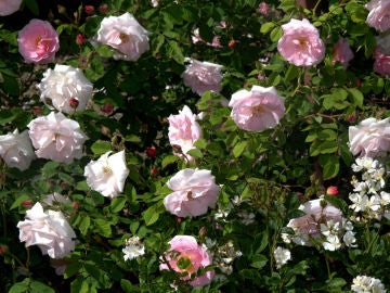 Imagen de archivo de rosas de mayo Imagen de archivo de rosas de mayo