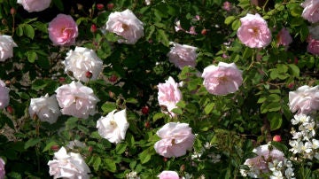 Imagen de archivo de rosas de mayo