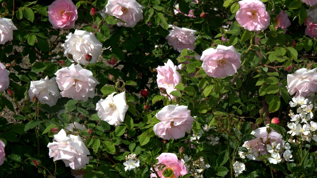 Imagen de archivo de rosas de mayo