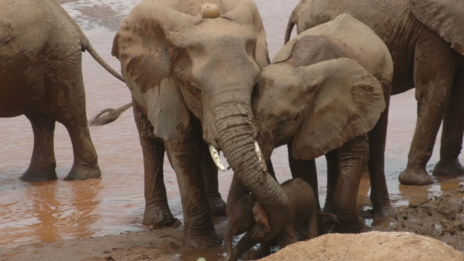 Los elefantes cambian de hogar cuando se quedan huerfanos por la caza furtiva