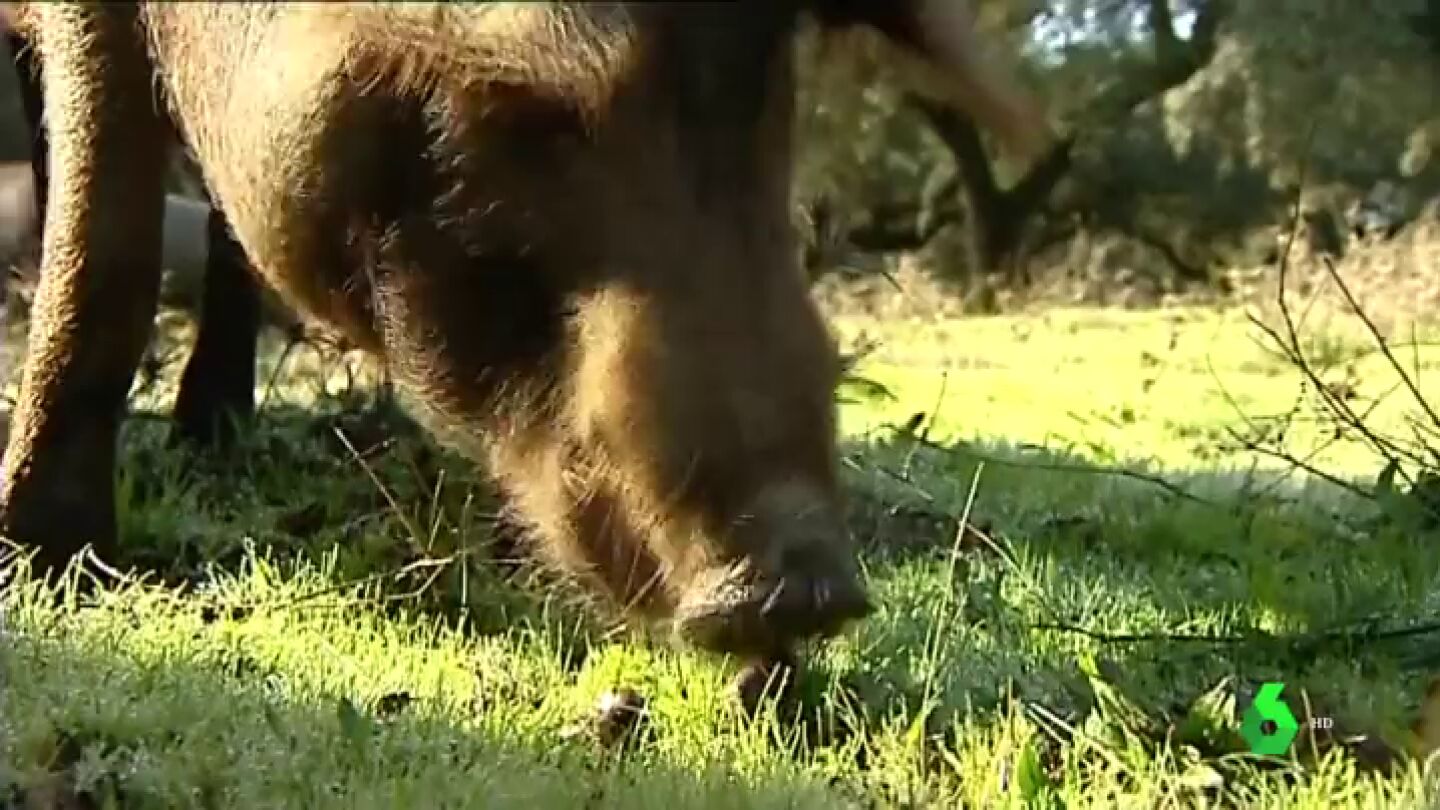 Un cerdo ib&eacute;rico