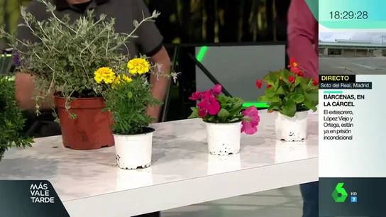 ¿No se te da bien cuidar plantas? Te contamos trucos y consejos y cuáles son las mejores según las estaciones del año ¿No se te da bien cuidar plantas? Te contamos trucos y consejos y cuáles son las mejores según las estaciones del año