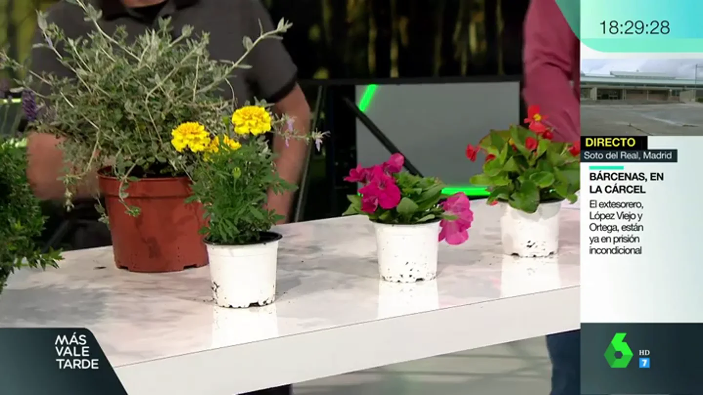 ¿No se te da bien cuidar plantas? Te contamos trucos y consejos y cuáles son las mejores según las estaciones del año ¿No se te da bien cuidar plantas? Te contamos trucos y consejos y cuáles son las mejores según las estaciones del año