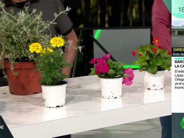 ¿No se te da bien cuidar plantas? Te contamos trucos y consejos y cuáles son las mejores según las estaciones del año ¿No se te da bien cuidar plantas? Te contamos trucos y consejos y cuáles son las mejores según las estaciones del año