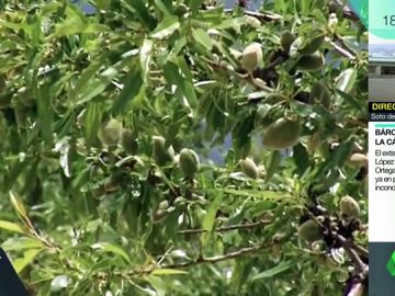 Crisis de la almendra en Almería: más de la mitad de los cultivos se han echado a perder por la lluvia y el granizo Crisis de la almendra en Almería: más de la mitad de los cultivos se han echado a perder por la lluvia y el granizo