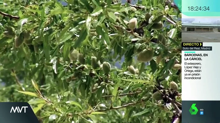 Crisis de la almendra en Almería: más de la mitad de los cultivos se han echado a perder por la lluvia y el granizo