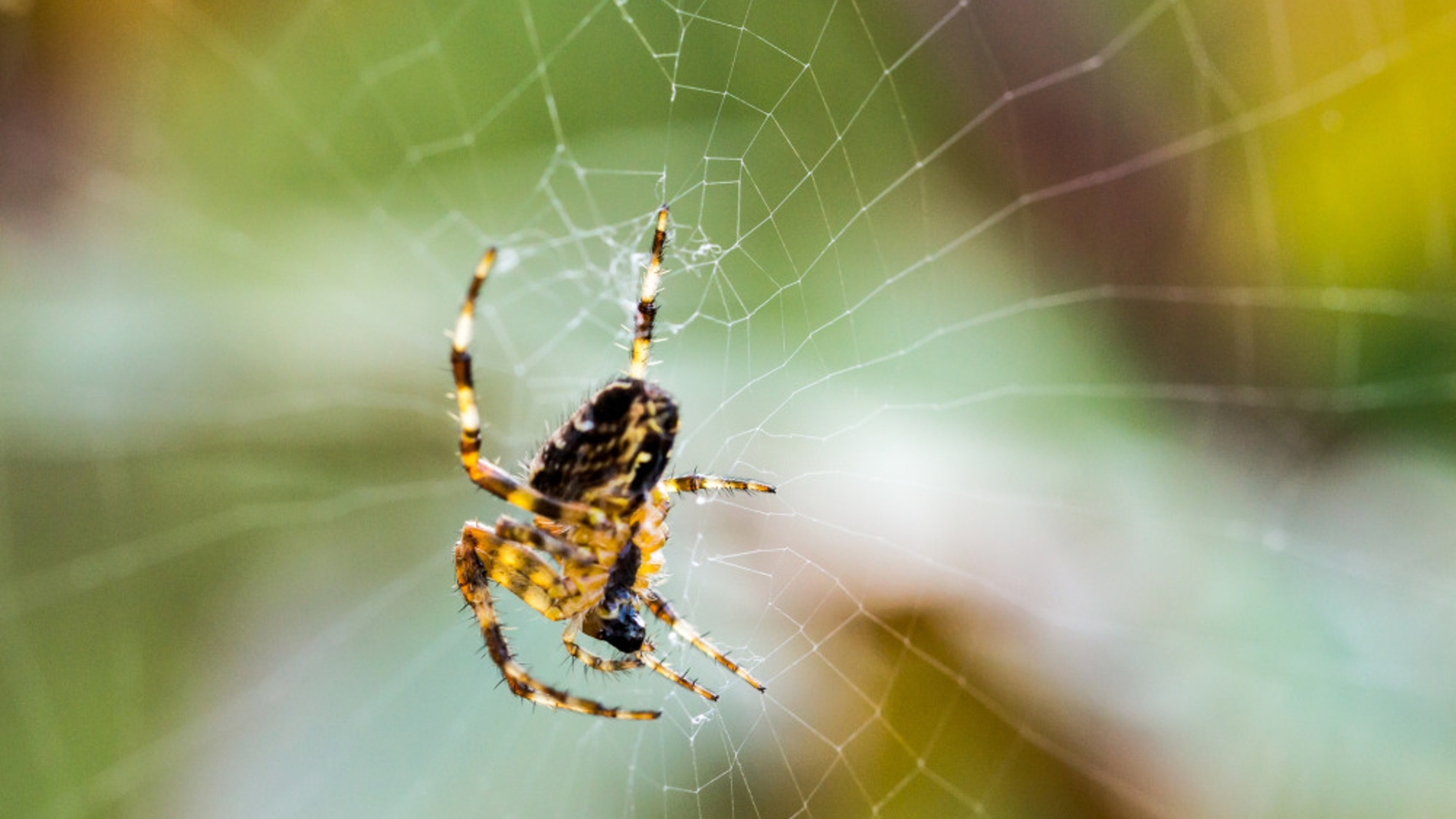 Una araña tejiendo una red para atrapar a sus presas