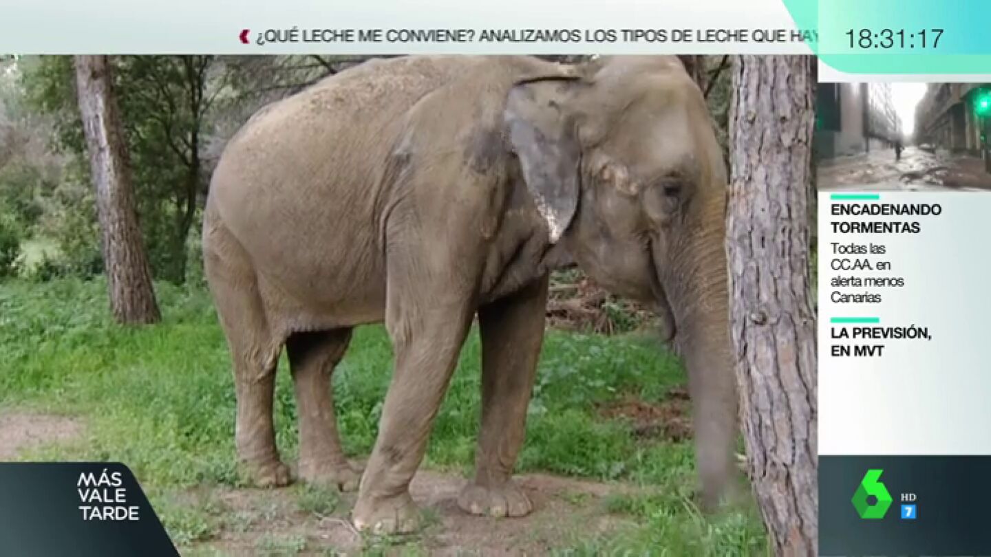 Tener una elefanta como animal de compa&ntilde;&iacute;a: el caso de Dumba, que ha enfrentado a vecinos y animalistas