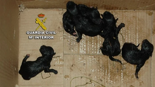 Cinco cachorros abandonados en Poio, Pontevedra Cinco cachorros abandonados en Poio, Pontevedra