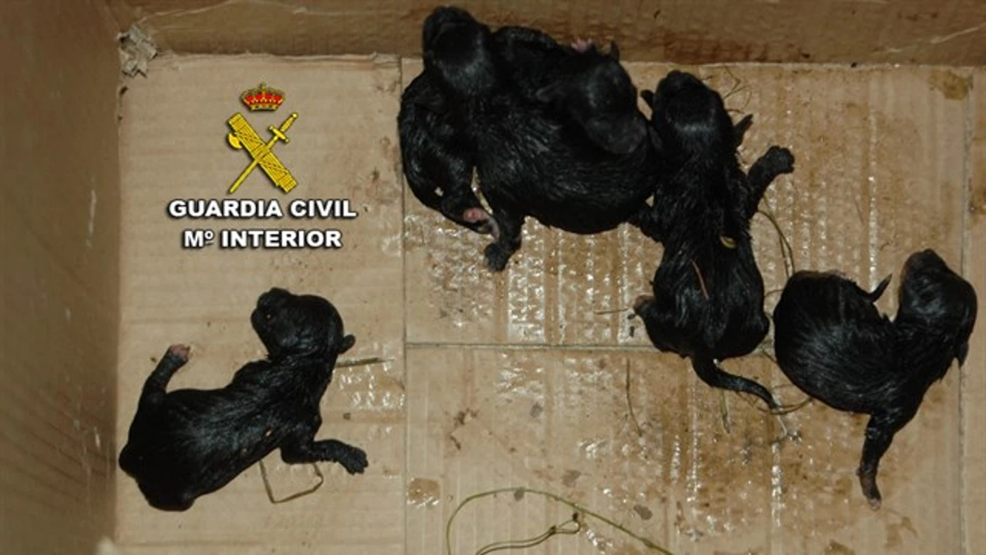Cinco cachorros abandonados en Poio, Pontevedra Cinco cachorros abandonados en Poio, Pontevedra