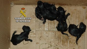 Cinco cachorros abandonados en Poio, Pontevedra