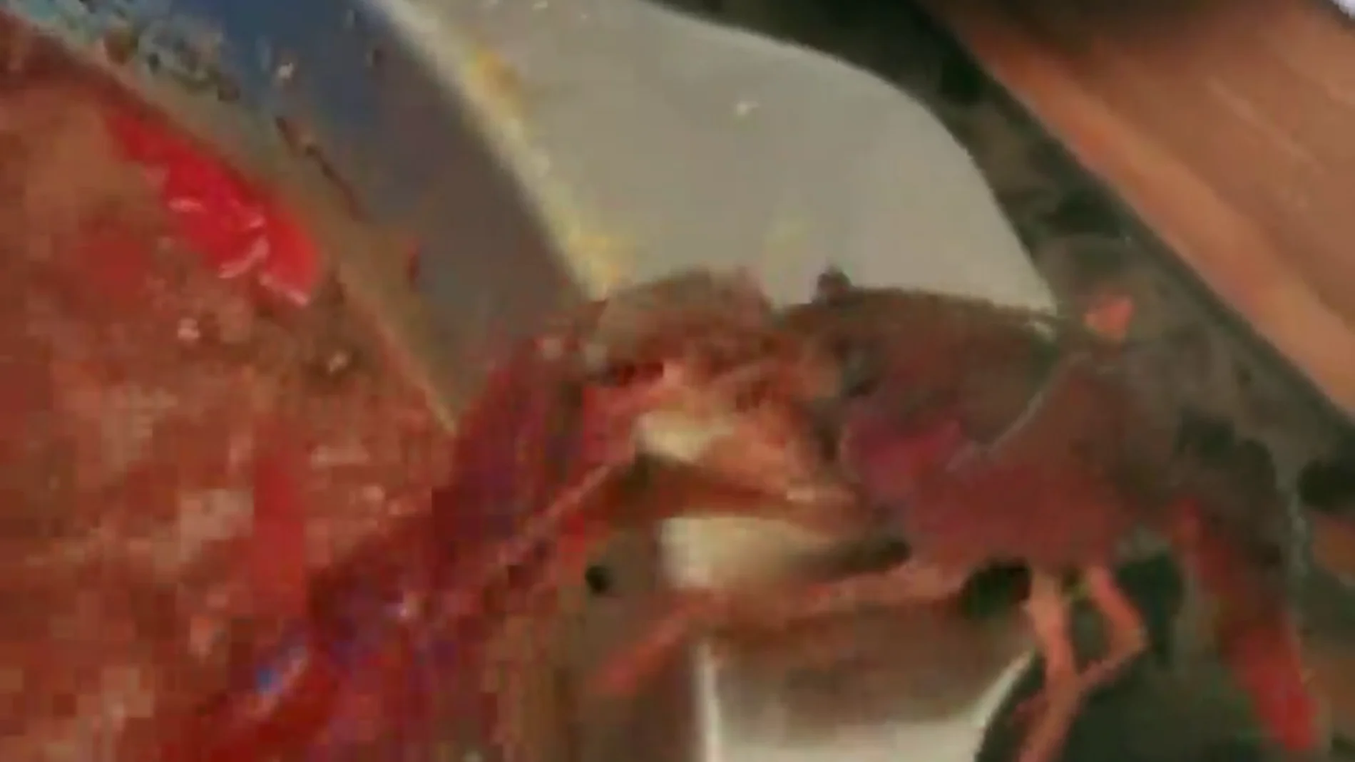 Un cangrejo se arranca su pinza para sobrevivir a una olla hirviendo