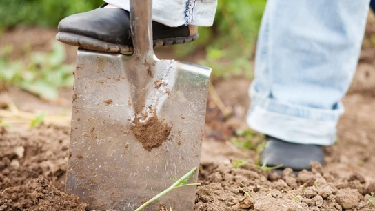 Imagen de archivo de un hombre trabajando en un huerto Imagen de archivo de un hombre trabajando en un huerto