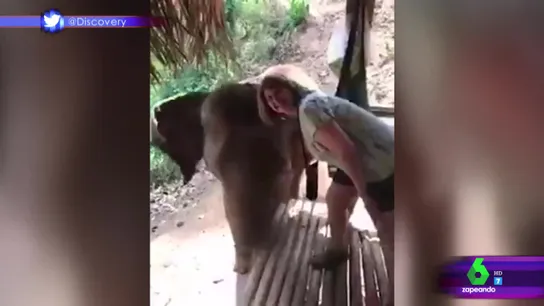 El espectacular "trompazo" de un elefante a una mujer que se quería hacer una foto con el animal El espectacular "trompazo" de un elefante a una mujer que se quería hacer una foto con el animal