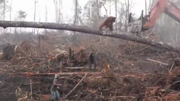 Un orangután ataca a una excavadora ilegal que amenaza su hábitat en la isla de Borneo</p>