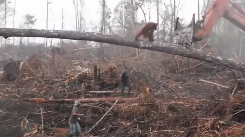 Un orangután ataca a una excavadora ilegal que amenaza su hábitat en la isla de Borneo