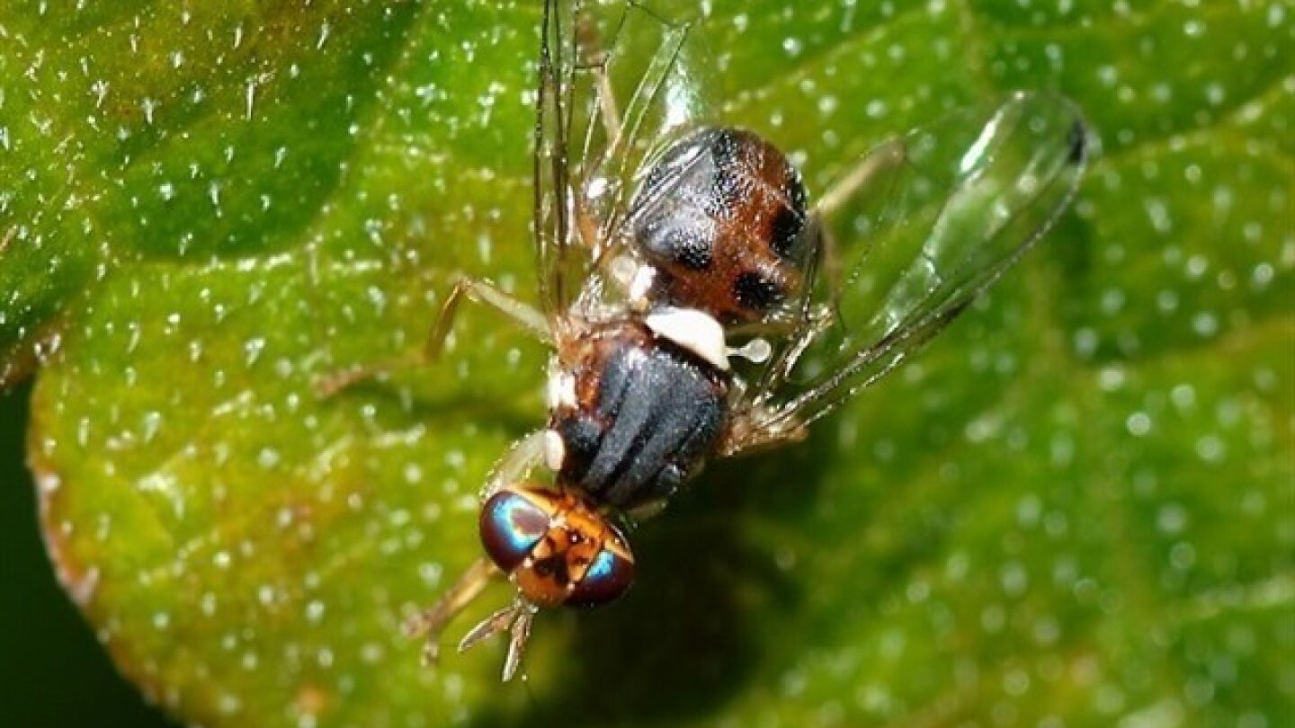 Imagen de archivo de una mosca
