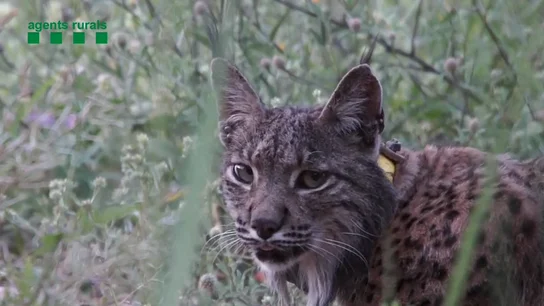 La historia de Litio, el lince de Doñana que apareció en Barcelona tras perderse su rastro en Portugal La historia de Litio, el lince de Doñana que apareció en Barcelona tras perderse su rastro en Portugal