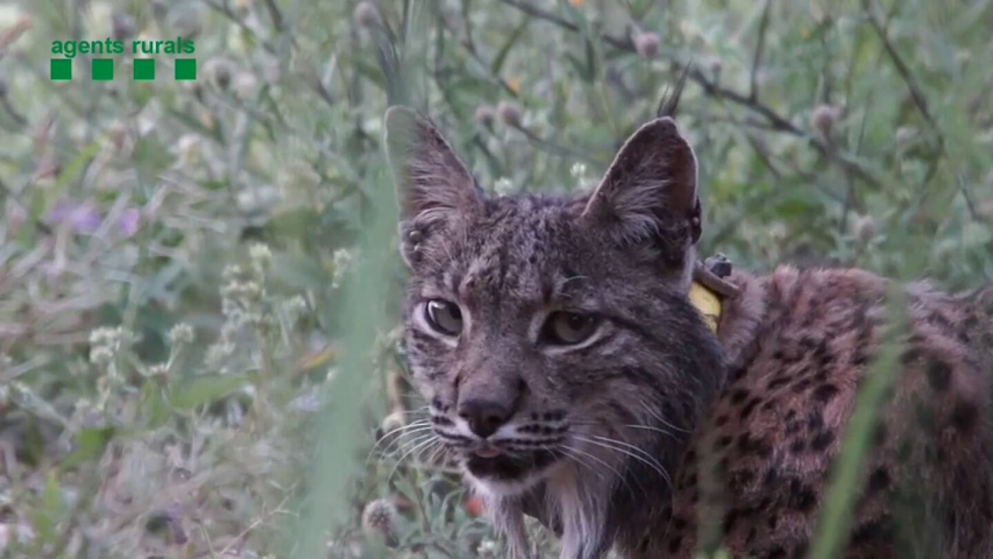 La historia de Litio, el lince de Do&ntilde;ana que apareci&oacute; en Barcelona tras perderse su rastro en Portugal