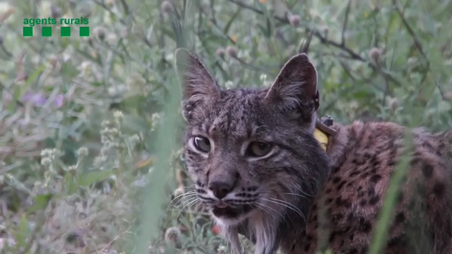 La historia de Litio, el lince de Doñana que apareció en Barcelona tras perderse su rastro en Portugal La historia de Litio, el lince de Doñana que apareció en Barcelona tras perderse su rastro en Portugal