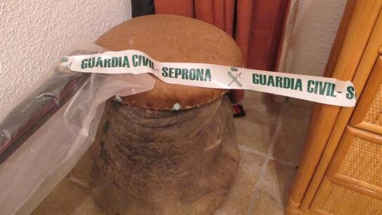 Pata de elefante intervenida en Tenerife