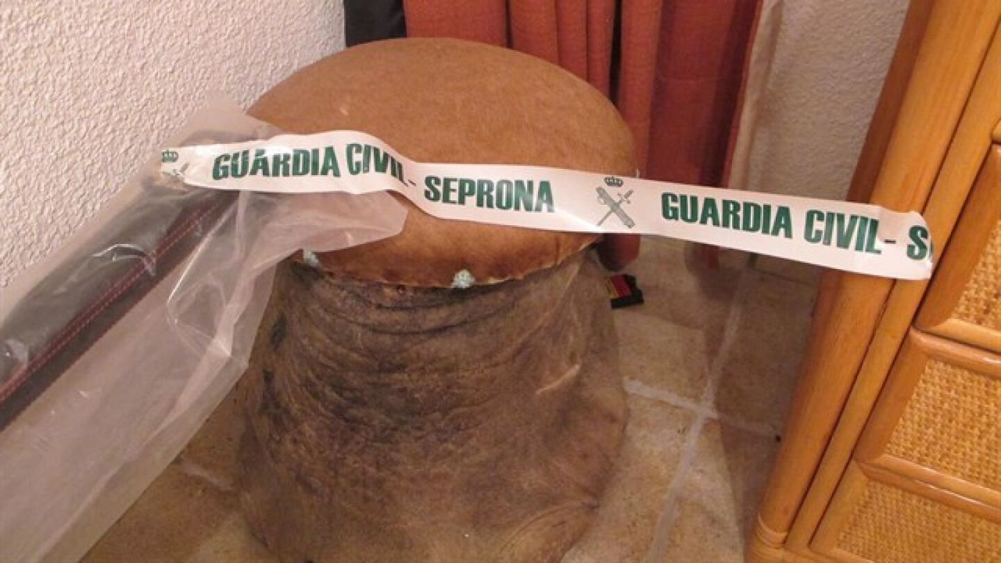 Pata de elefante intervenida en Tenerife