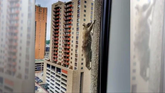 La increíble proeza del mapache escalador 'Raccoon' y otros animales con historias que se volvieron virales La increíble proeza del mapache escalador 'Raccoon' y otros animales con historias que se volvieron virales