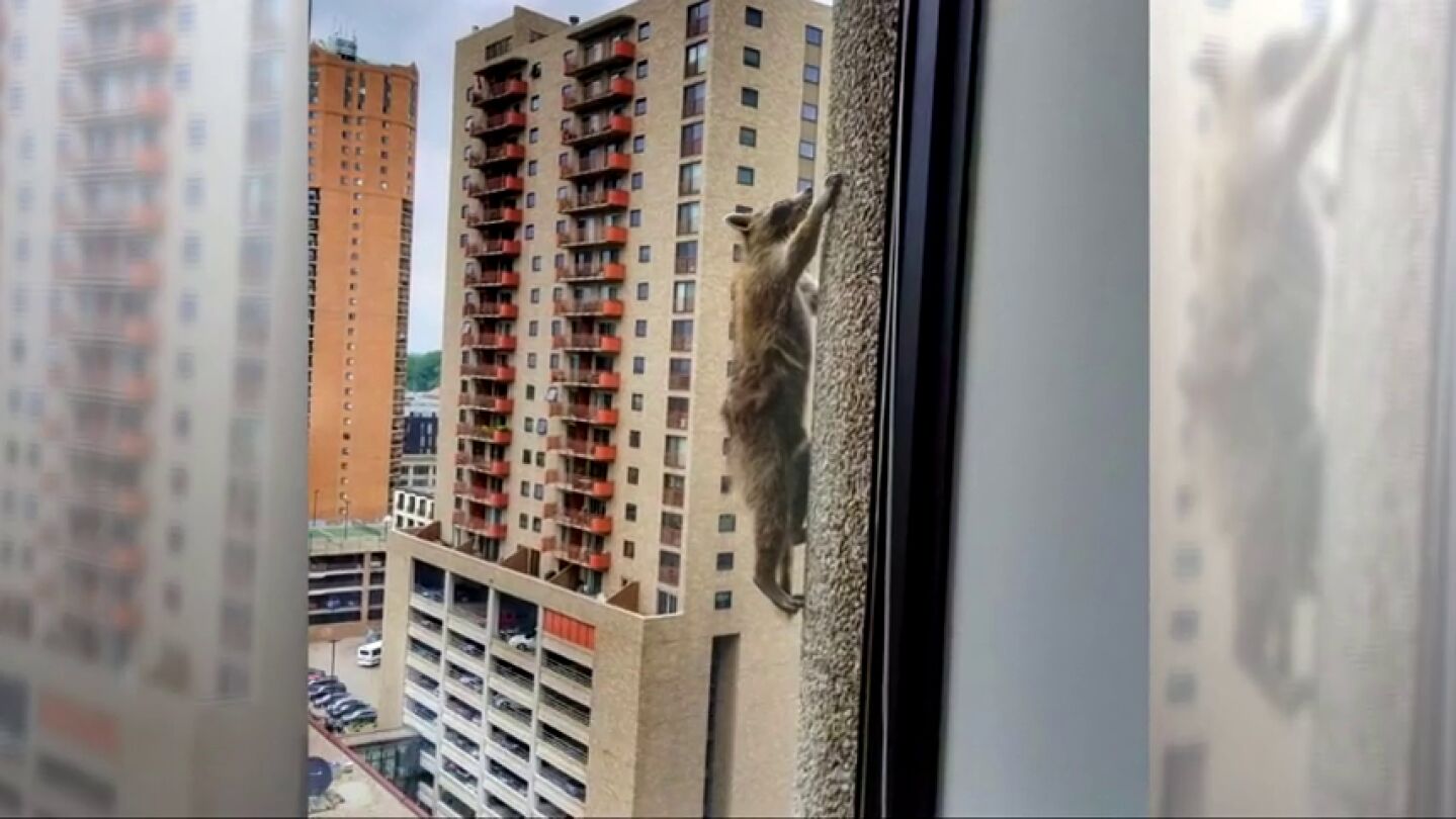 La incre&iacute;ble proeza del mapache escalador 'Raccoon' y otros animales con historias que se volvieron virales