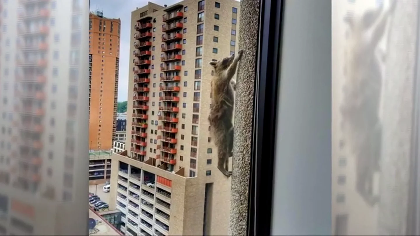 La increíble proeza del mapache escalador 'Raccoon' y otros animales con historias que se volvieron virales La increíble proeza del mapache escalador 'Raccoon' y otros animales con historias que se volvieron virales