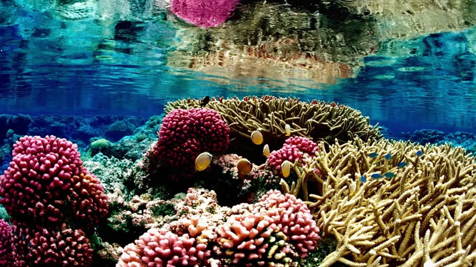 Los arrecifes de coral reducen a la mitad los danos de las inundaciones