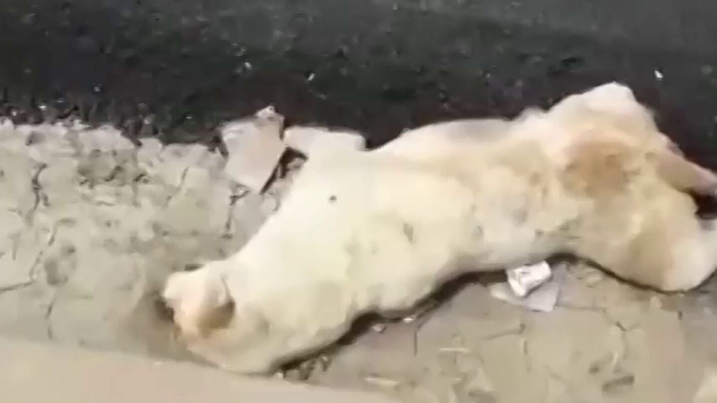 Un perro muere despu&eacute;s de que unos obreros de la India vertieran alquitr&aacute;n sobre su cuerpo mientras dorm&iacute;a