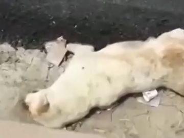 Un perro muere después de que unos obreros de la India vertieran alquitrán sobre su cuerpo mientras dormía Un perro muere después de que unos obreros de la India vertieran alquitrán sobre su cuerpo mientras dormía