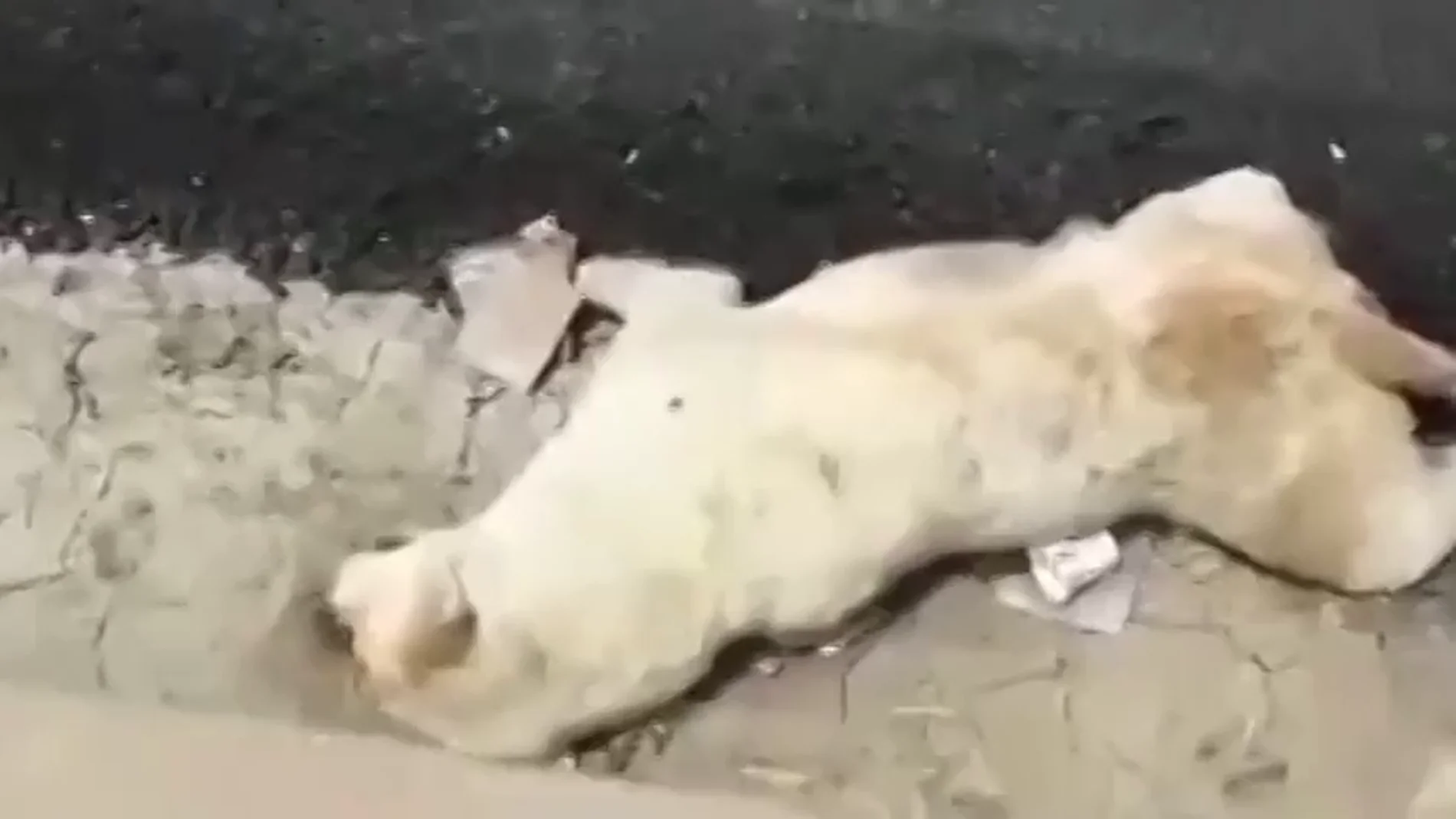 Un perro muere después de que unos obreros de la India vertieran alquitrán sobre su cuerpo mientras dormía