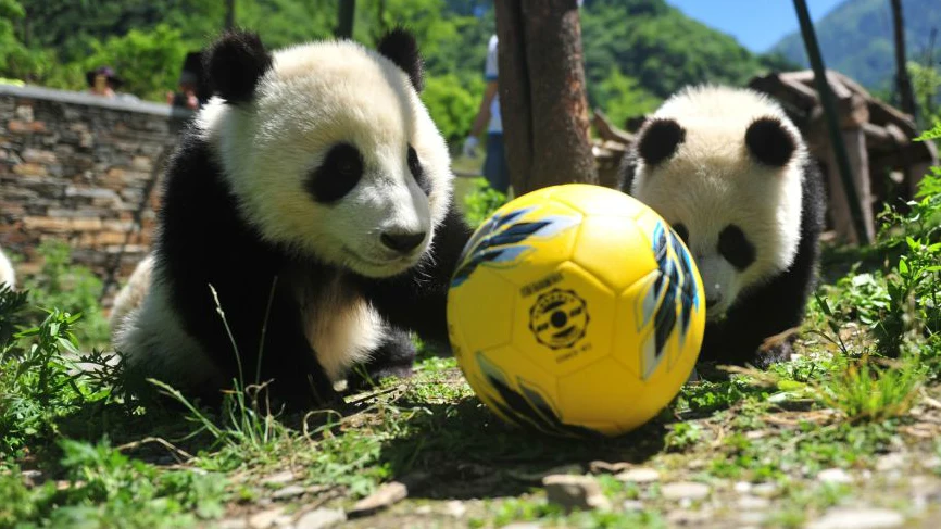 Pandas con un balón