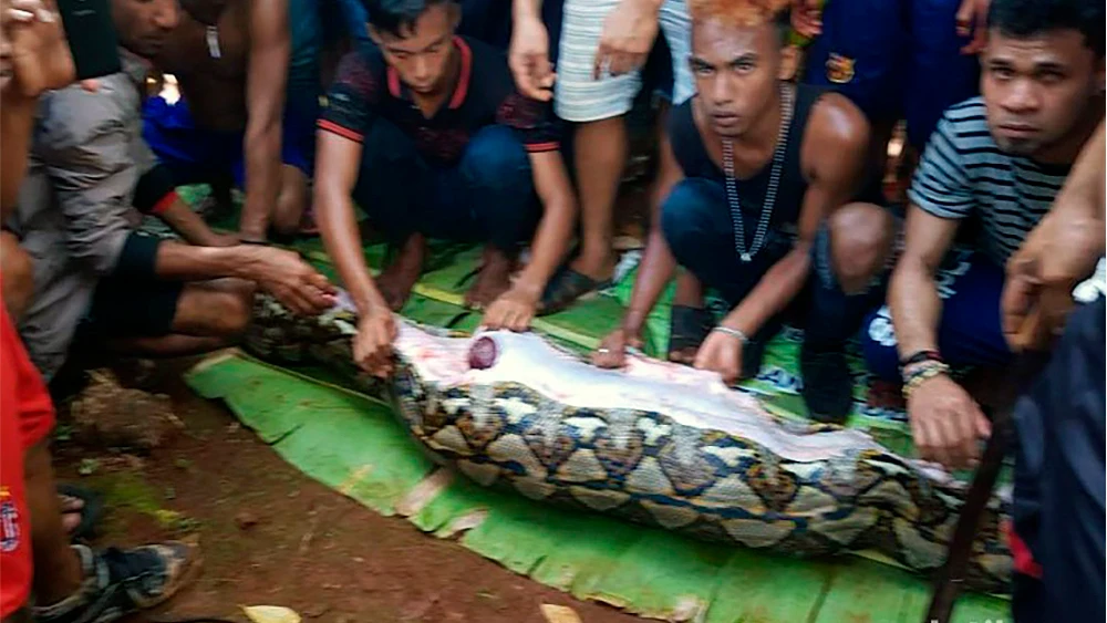 Vecinos junto con la pitón que tenía en su interior a la mujer indonesia