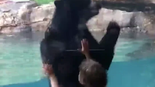 El divertido juego de imitación entre un niño de cinco años y un oso en el zoo El divertido juego de imitación entre un niño de cinco años y un oso en el zoo