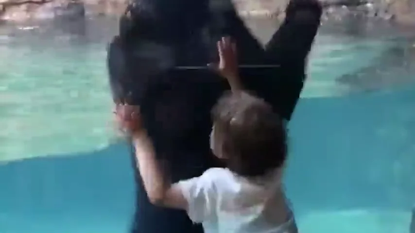 El divertido juego de imitación entre un niño de cinco años y un oso en el zoo