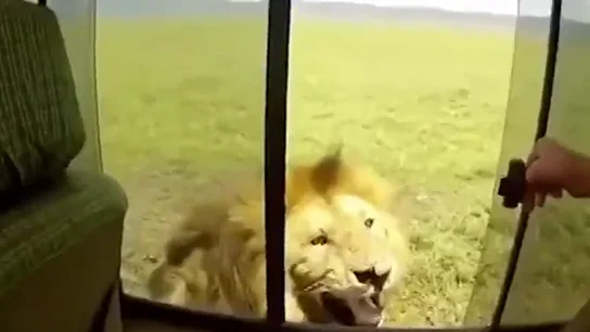 El enfado de un león tras ser acariciado en un safari El enfado de un león tras ser acariciado en un safari