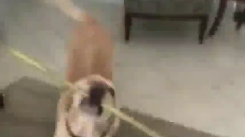 Una mujer no puede entrar en casa y su perro le soluciona el problema Una mujer no puede entrar en casa y su perro le soluciona el problema