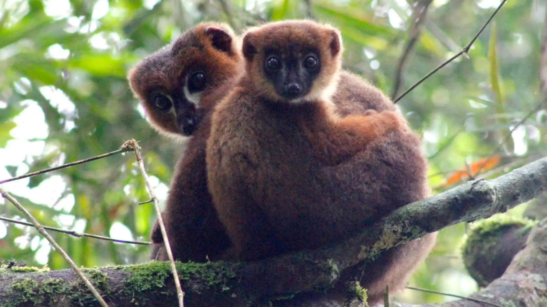 El cuidado de sus crias aumenta la testosterona de los padres lemures