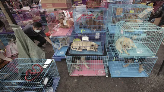 Miles de personas firman una petición para que deje de celebrarse el festival anual de carne de perro en China Miles de personas firman una petición para que deje de celebrarse el festival anual de carne de perro en China