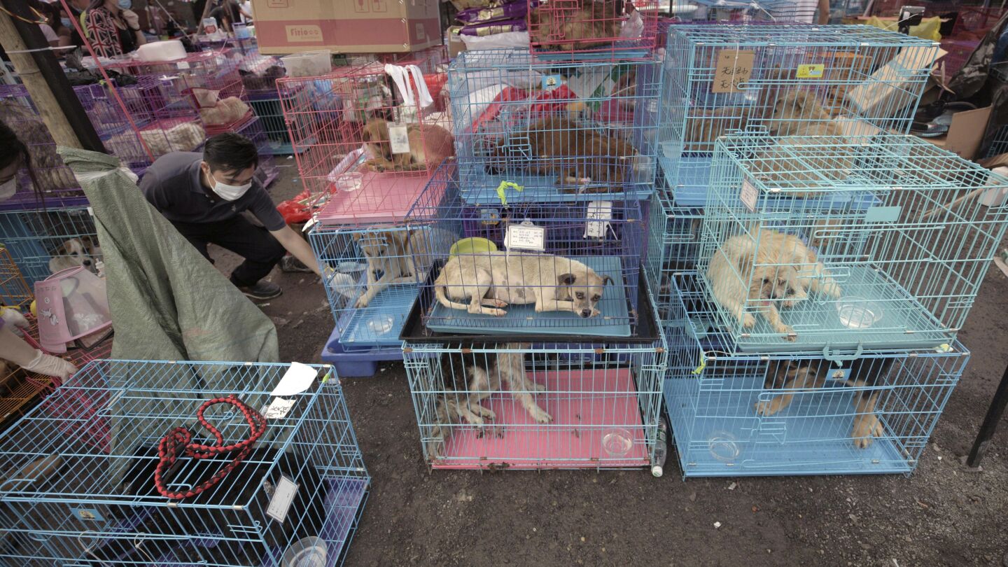 Miles de personas firman una petici&oacute;n para que deje de celebrarse el festival anual de carne de perro en China 