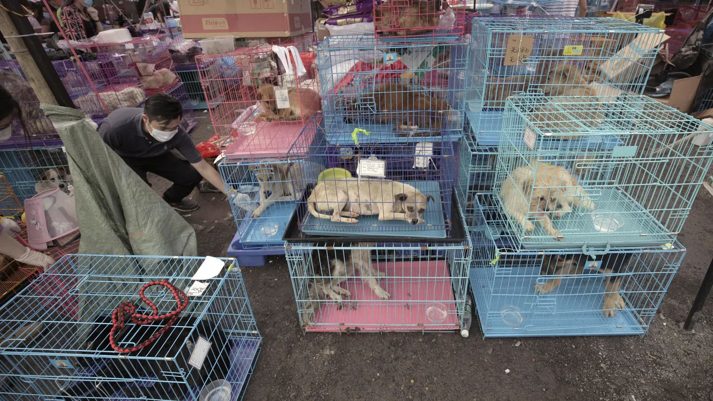 Miles de personas firman una petición para que deje de celebrarse el festival anual de carne de perro en China Miles de personas firman una petición para que deje de celebrarse el festival anual de carne de perro en China
