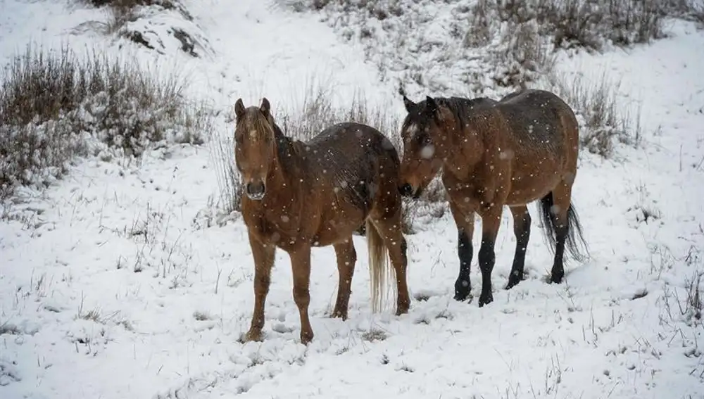 Caballos pastan en la nieve en Australia (18-06-2018) Caballos pastan en la nieve en Australia (18-06-2018)