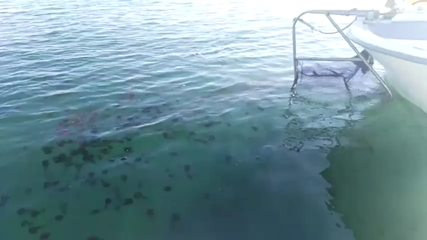 Retiran once toneladas de medusas en la Costa del Sol Retiran once toneladas de medusas en la Costa del Sol