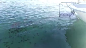 Retiran once toneladas de medusas en la Costa del Sol