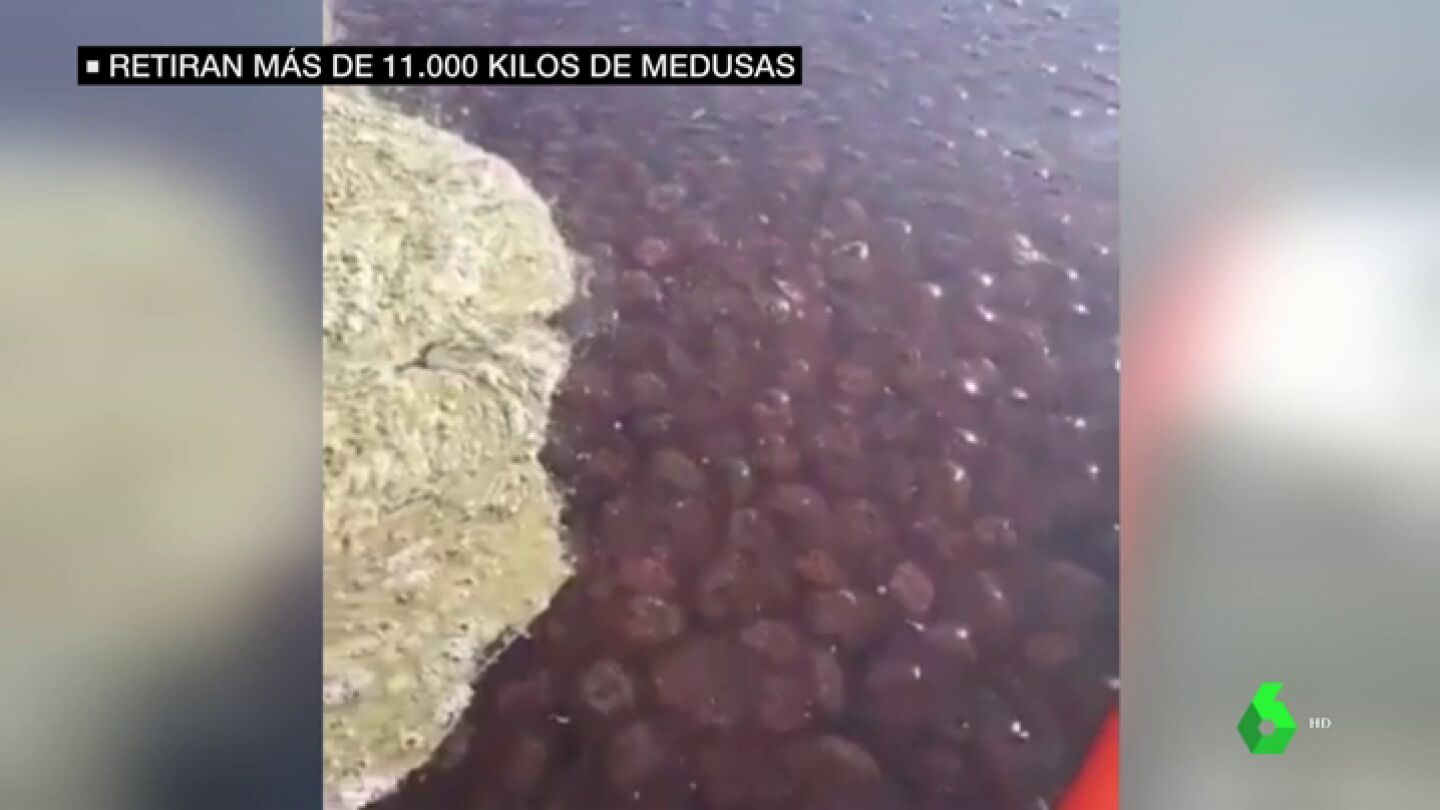 Retiran 11.000 kilos de medusas que han invadido las playas de la costa de M&aacute;laga y de Granada