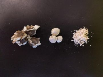 Semillas de la planta Moringa oleifera, un árbol nativo de la India, para crear el método de filtración del agua, 'Arena-f' Semillas de la planta Moringa oleifera, un árbol nativo de la India, para crear el método de filtración del agua, 'Arena-f'